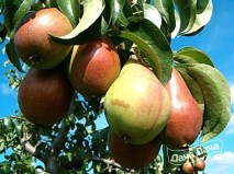 Куйбышевская золотистая